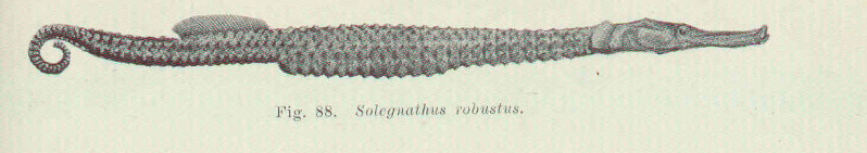 (Solegnathus Swainson, 1839) Род СОЛЕГНАТЫ 5 видов